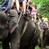 bali, elephant ride, elephant safari, bali elephant ride, bali elephant safari, bali safari, elephant ride, elephant ride bali