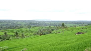 インドネシア,バリ,棚田