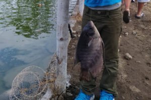 釣果、グラミ、揚げ魚