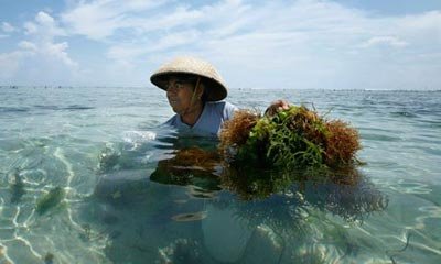 海草シンポジウム